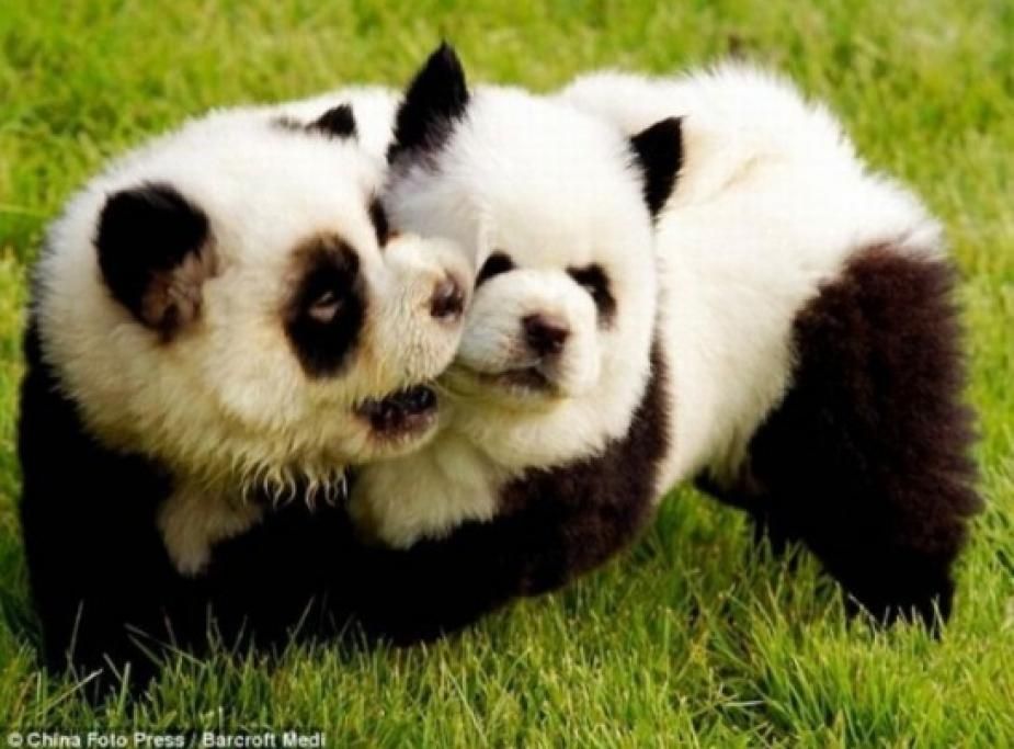 1464346937991jpg--seriamente__sono_due_cani_