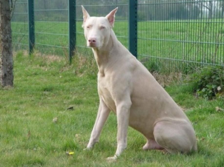 1464347001555jpg--dobermann_albino
