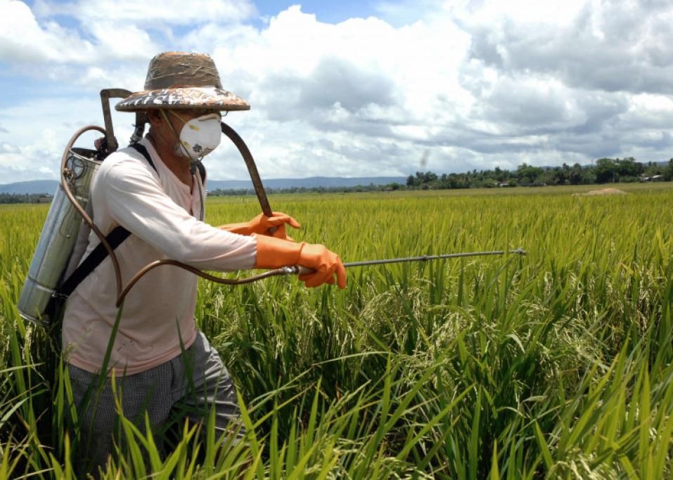 1464363082320jpg--1__il_cibo_biologico_e_privo_di_pesticidi_