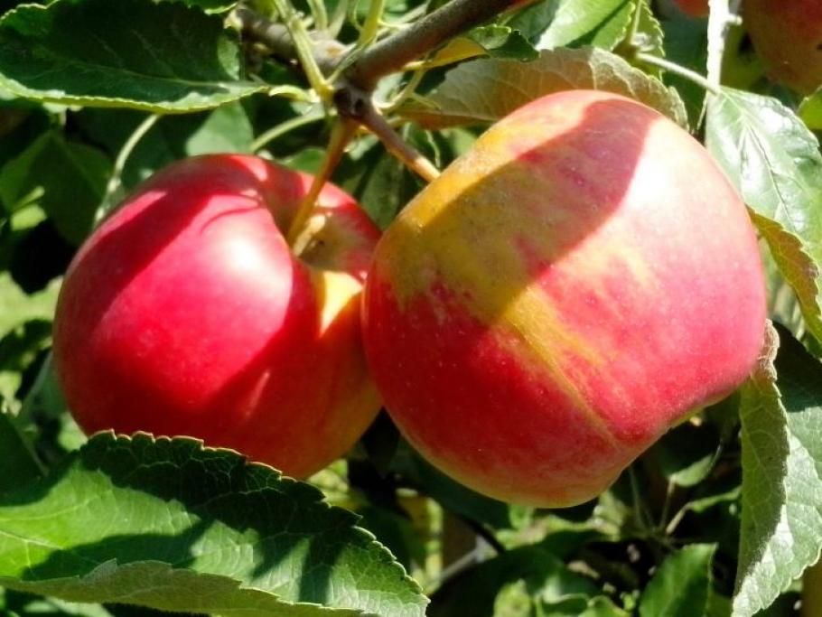 1464363554682jpg--4__il_cibo_biologico_e_piu_nutriente_e_saporito