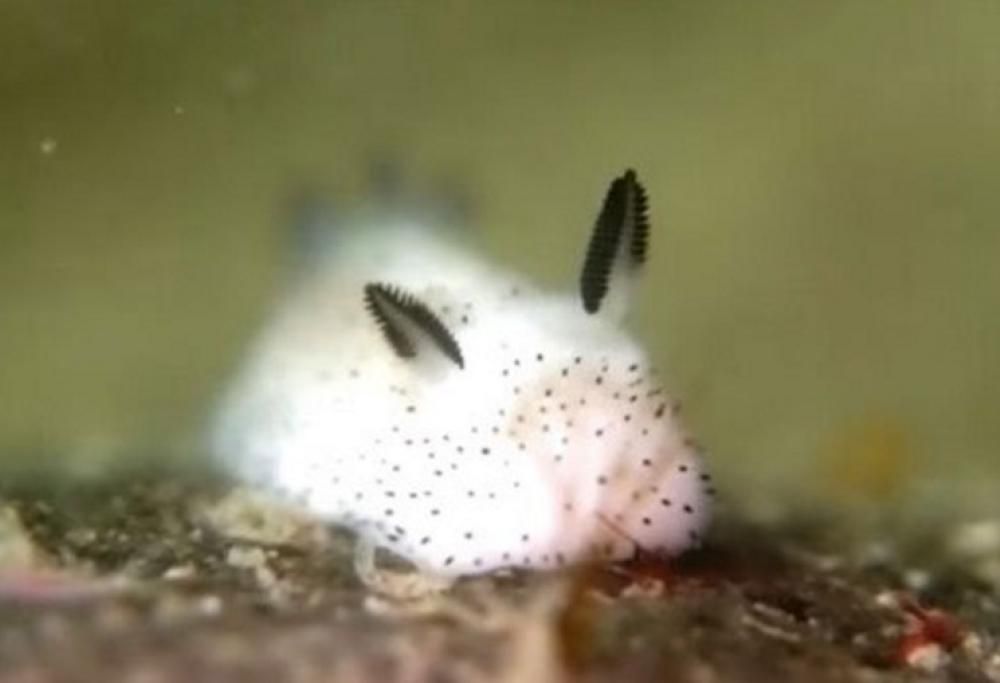 Questo è l’animale più tenero che avete mai visto
