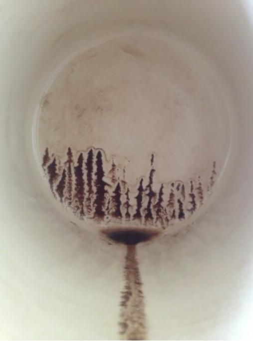 1464787814546jpg--foreste_che_nascono_da_tazzine_di_caffe_