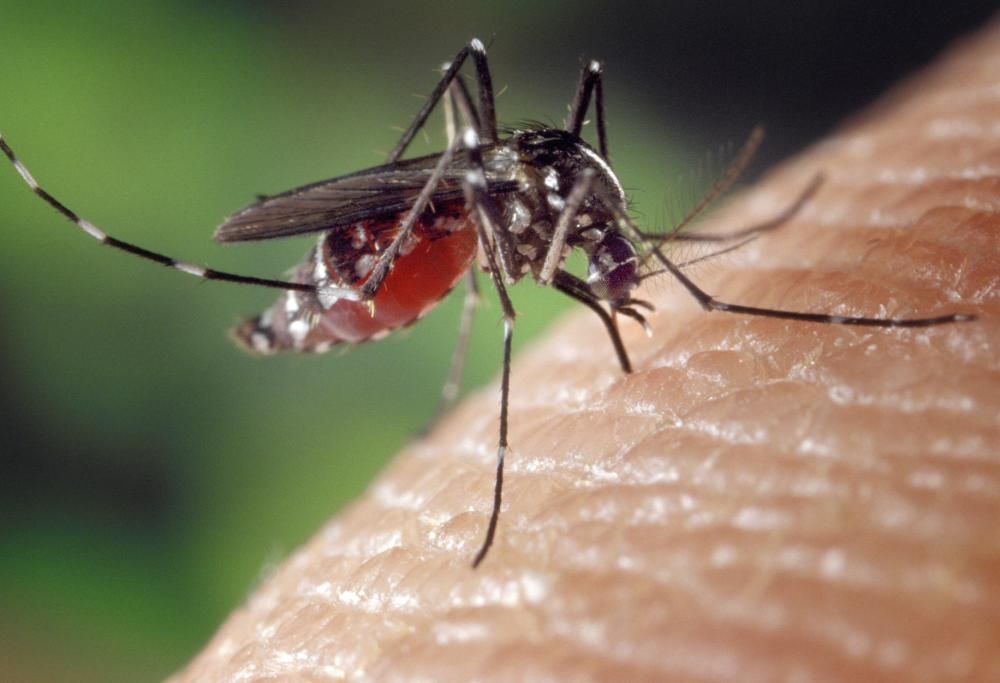 Zanzare, 5 rimedi completamente naturali (e una trappola infallibile)