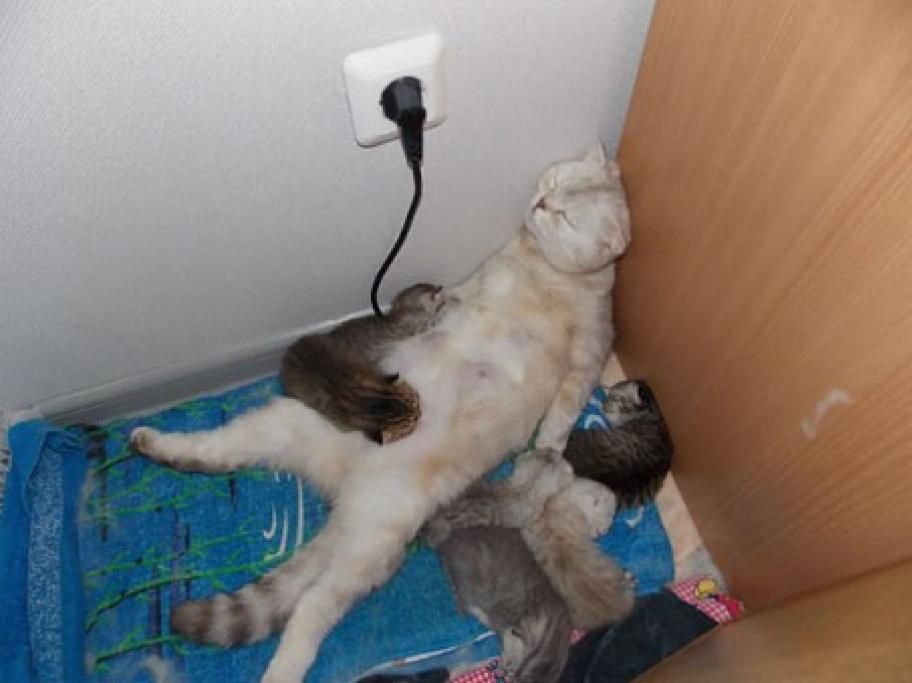 1466498141874jpg--i_gatti_hanno_7_vite__e_i_gattini_gliele_succhiano_tutte_