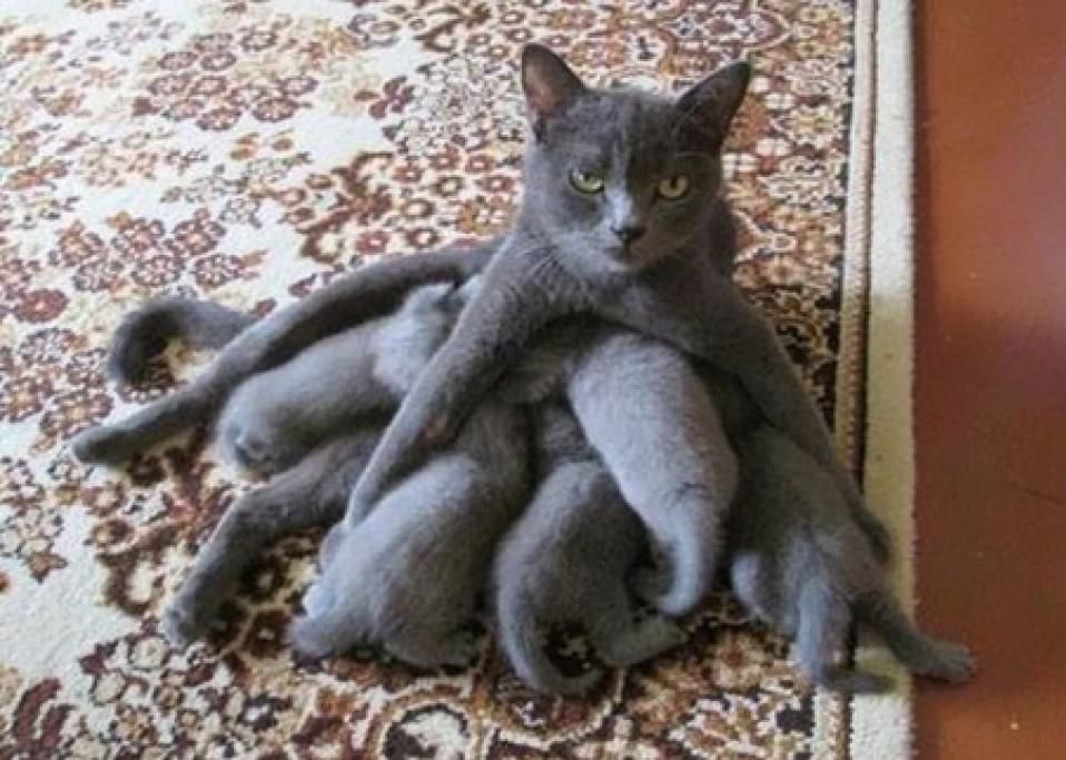 1466501738396jpg--mamma_polipo_