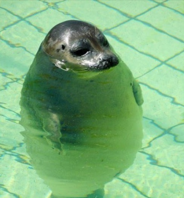 1466753989980png--per_fortuna_che_l_acqua_doveva_essere__bassa_