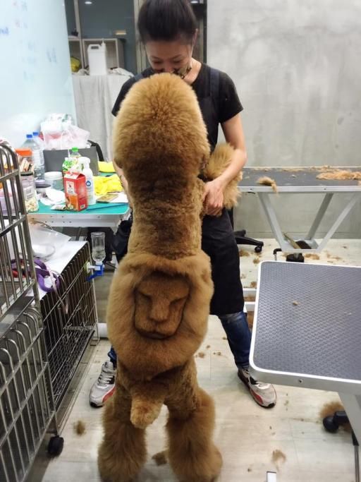 1467107906598jpg--il_cane_e_il_leone_
