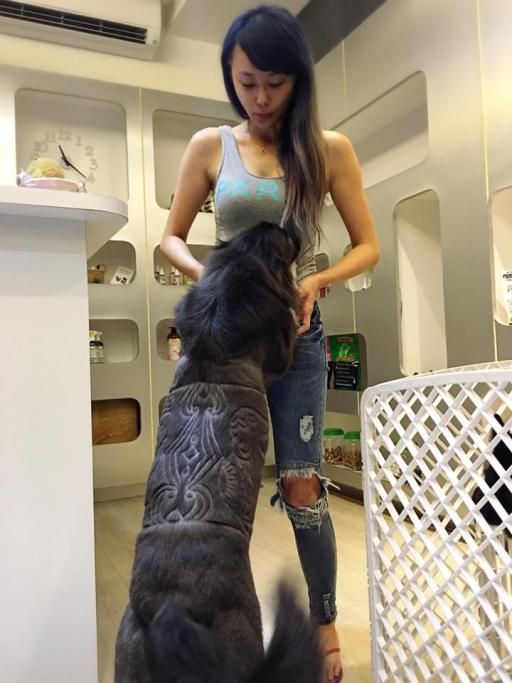 1467107903103jpg--il_cane_con_il_tribale_e_gli_elefanti_disegnati_sul_pelo