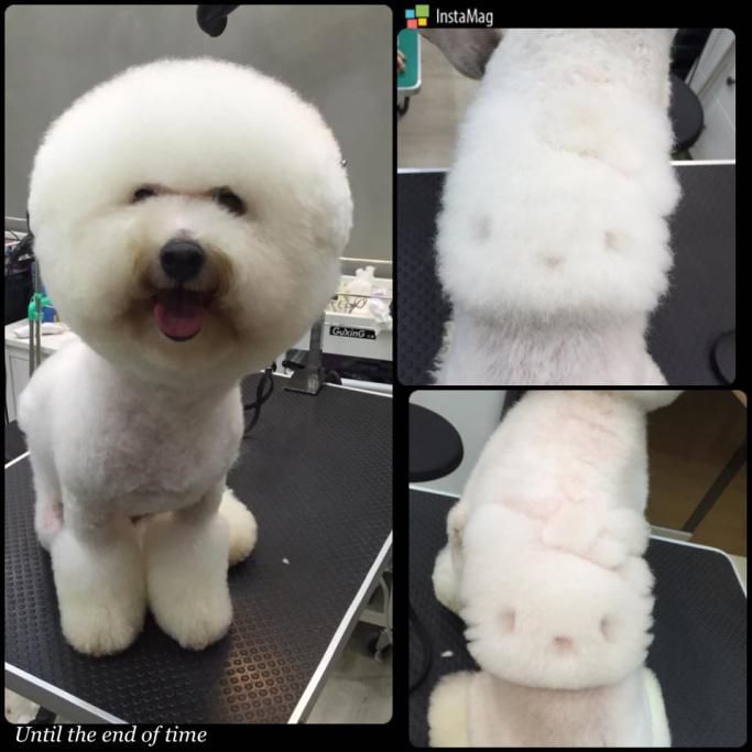 1467107915346jpg--il_cane_con_hello_kitty_disegnato_sul_pelonati_sul_pelo