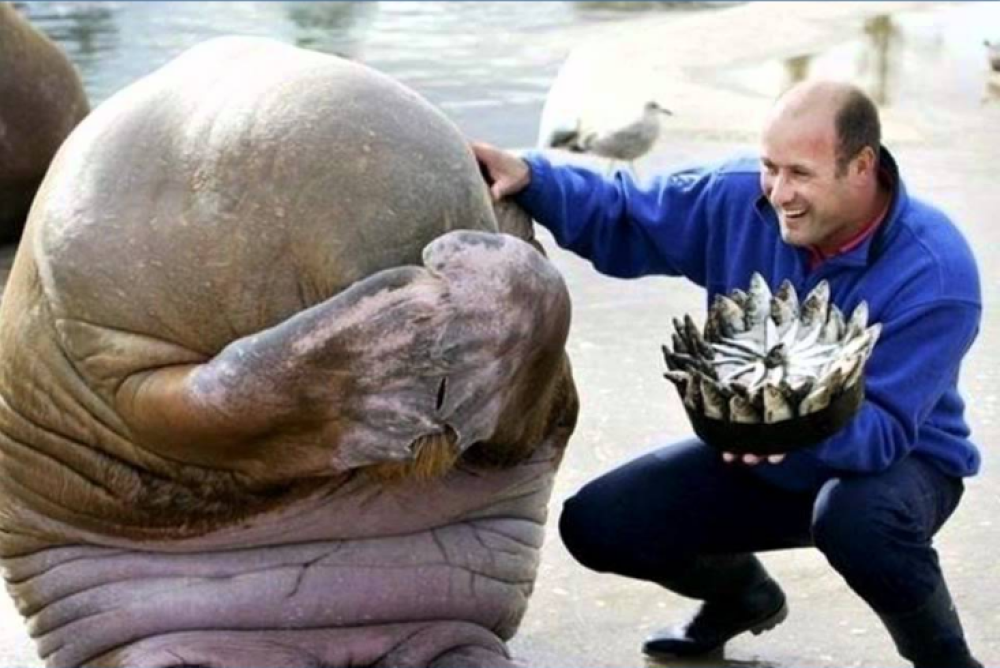 1468335906741png--il_compleanno_del_tricheco_timido