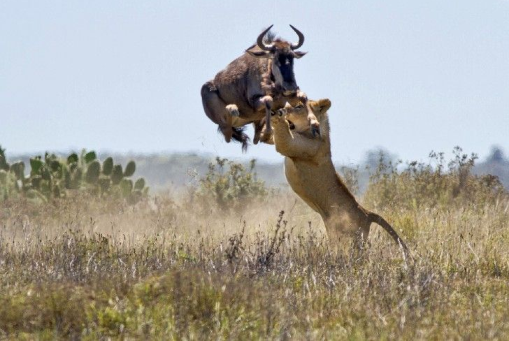 1469004037100png--kariega_reserve__south_africa__photo_by_jacques_matthysen
