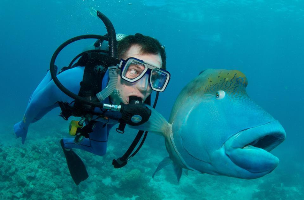 1469004051733png--diving_in_australia