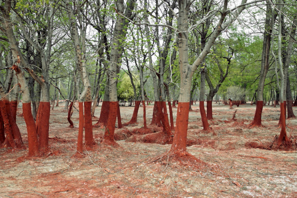 1469004062518png--foresta_in_ungaria