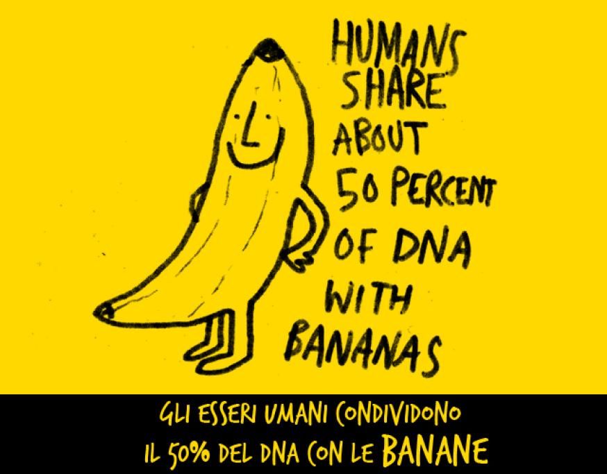 1461251425280jpg--le_banane_e_noi