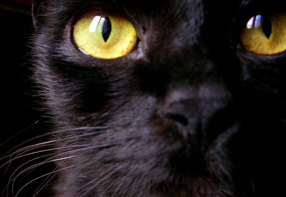 1461752155309jpg--5__occhi_di_gatto
