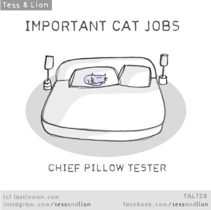 1461768503441jpg--9__capo_tester_di_cuscini