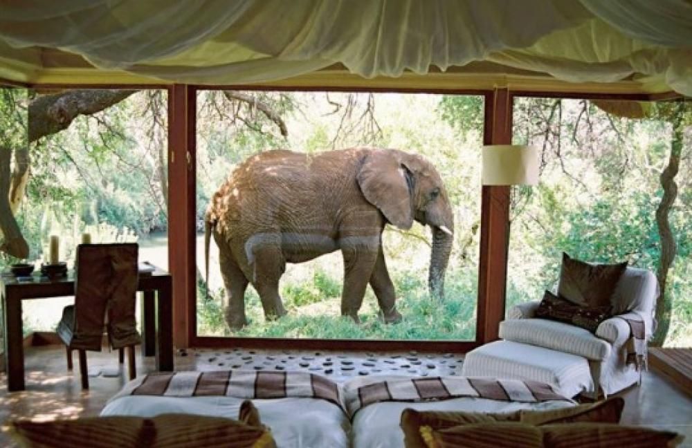 1462448427887jpg--sanctuary_makanyane_luxury_safari_lodge__sud_africa