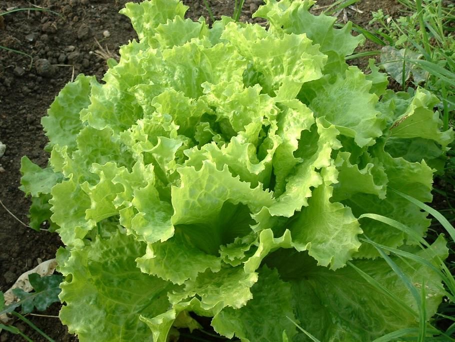 1462442955201jpg--2__verdure_a_foglie_verdi