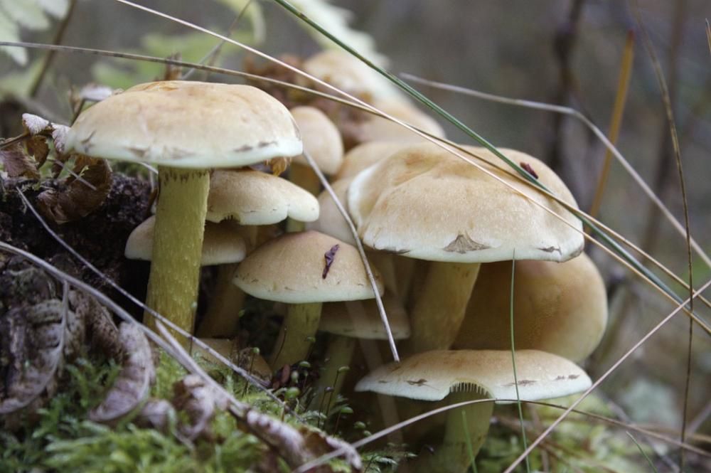 1462523984133jpg--funghi