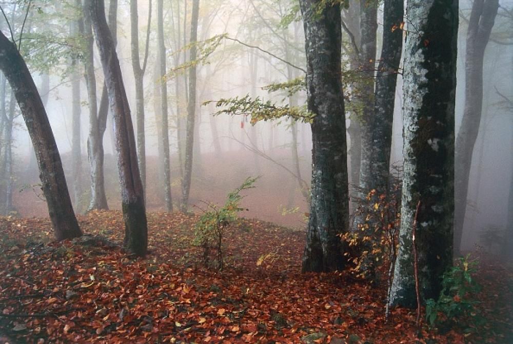 1474636632407jpg--foreste_casentinesi__toscana