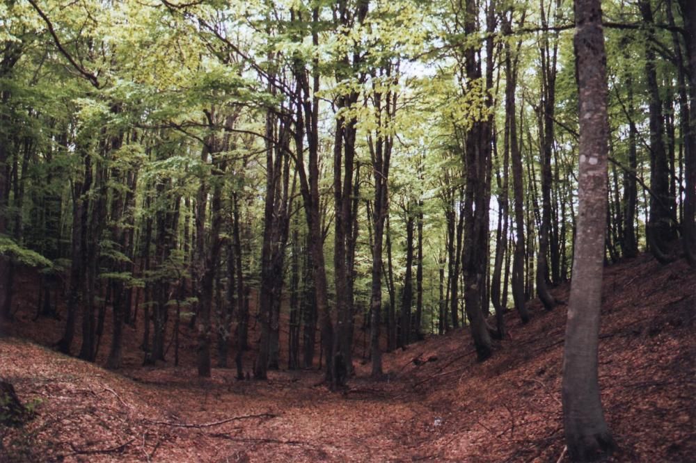 1474637249648jpg--parco_della_sila__calabria