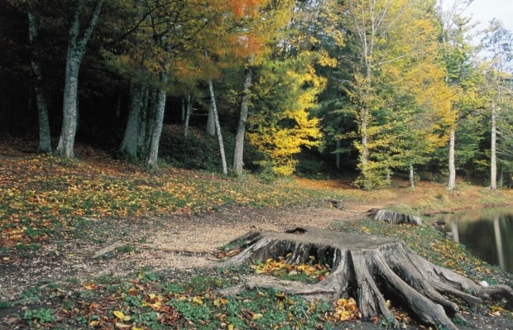 1474637277746jpg--foresta_umbra__puglia