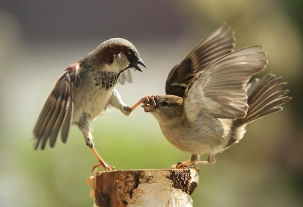 15 foto scattate esattamente nel momento giusto!
