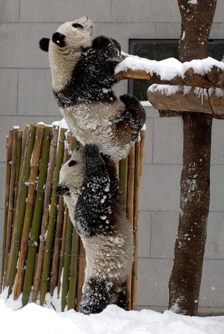 1476278844011jpg--i_panda