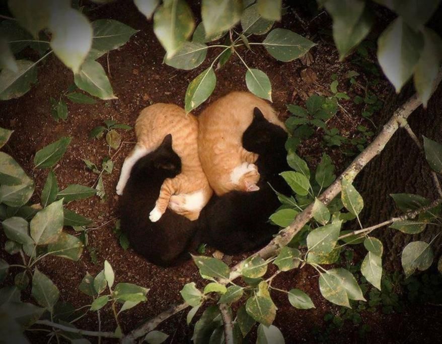 1476278848578jpg--i_gatti
