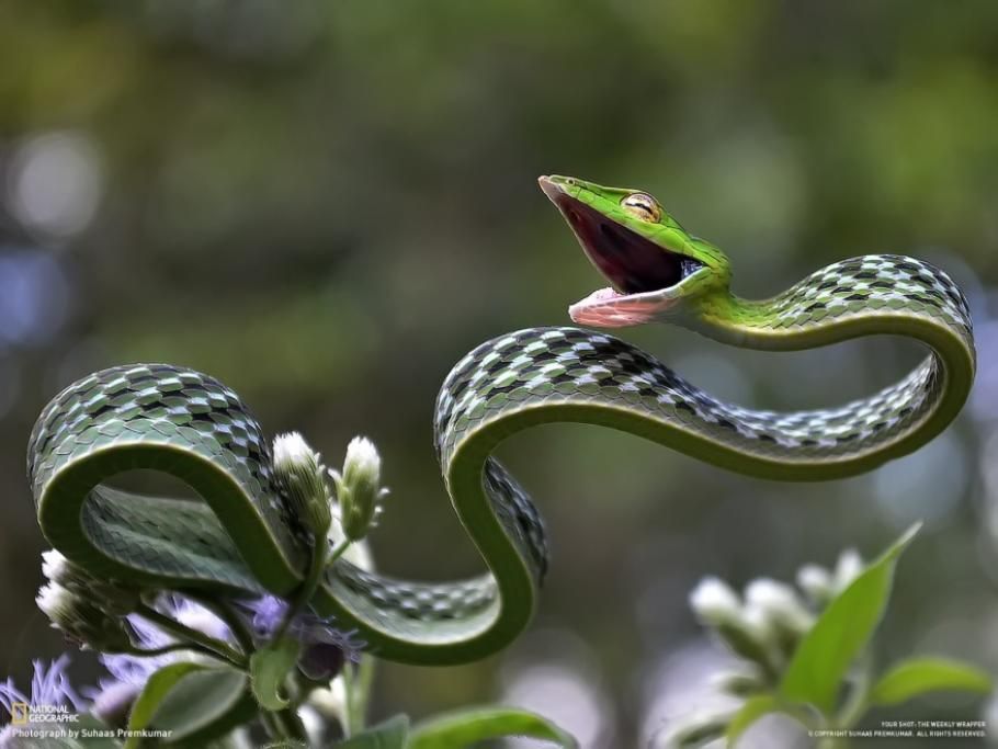 1476278867047jpg--il_serpente