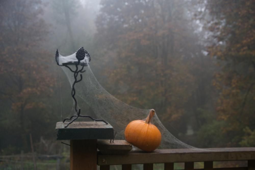 1477648824537jpg--la_zucca_nella_ragnatela
