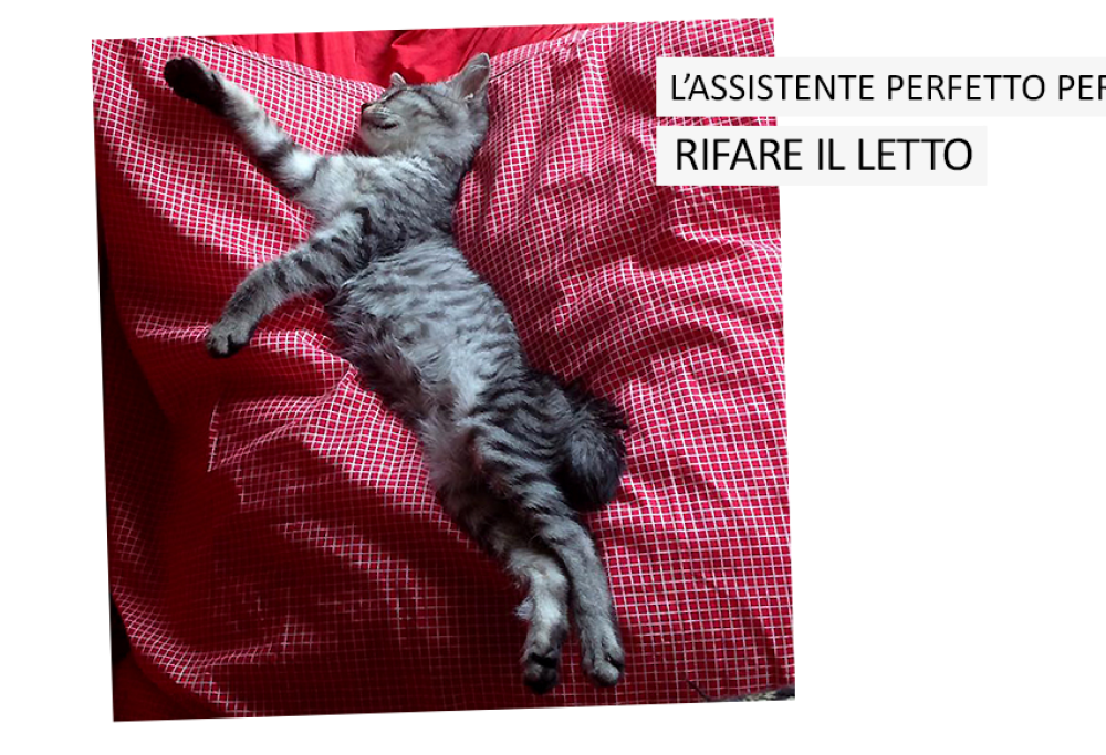 L’ASSISTENTE PERFETTO PER LE FACCENDE DOMESTICHE? IL TUO GATTO!