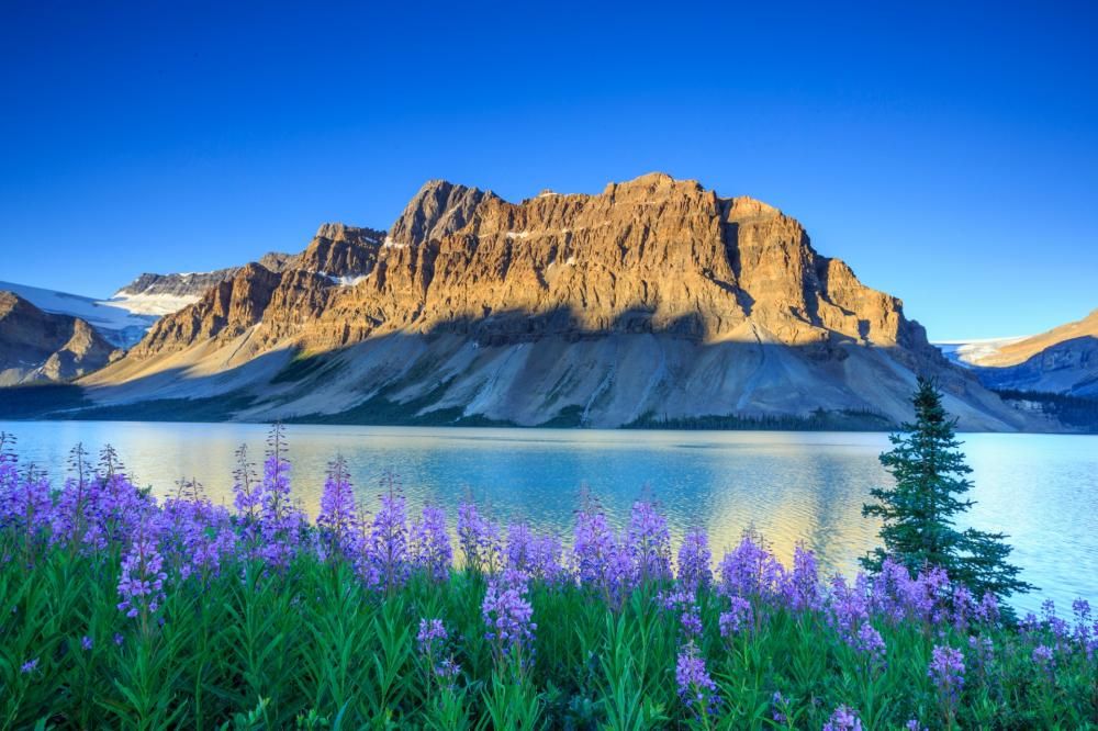 1479821440588jpg--canada