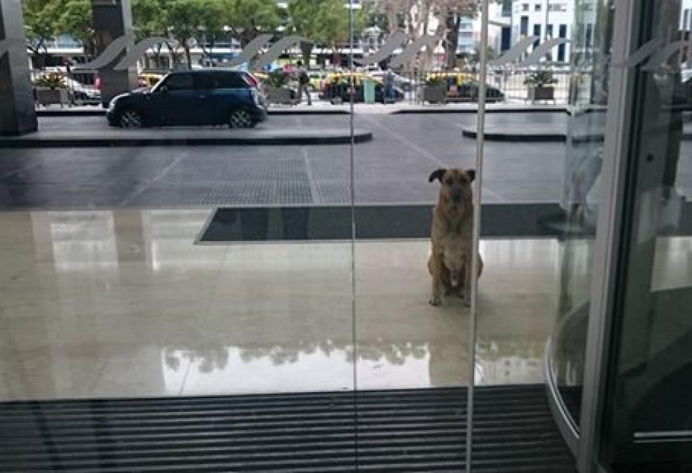 Assistente di volo adotta un cane che non ha mai smesso di aspettarla fuori dall’hotel