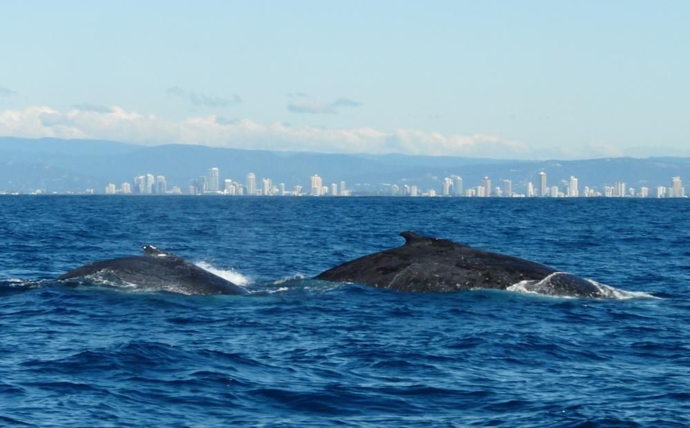 1472654766345JPG--whale_watching