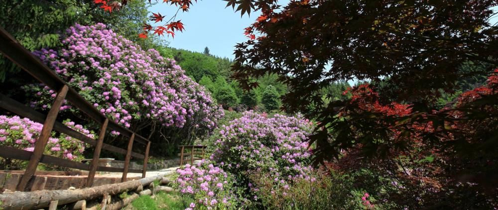 1473338852878jpg--_oasi_zegna___conca_dei_rododendri__trivero___biella
