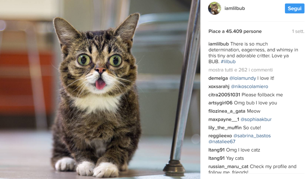 1486461946839png--lil_bub