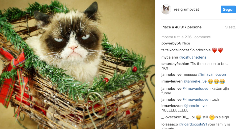 1486461953498png--grumpy_cat