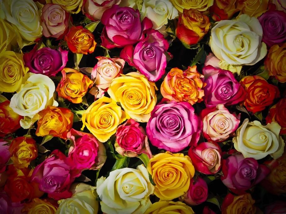 1486995024426jpg--6___conoscerti_e_stato_il_regalo_piu_bello_che_la_vita_potesse_farmi__ti_amo_