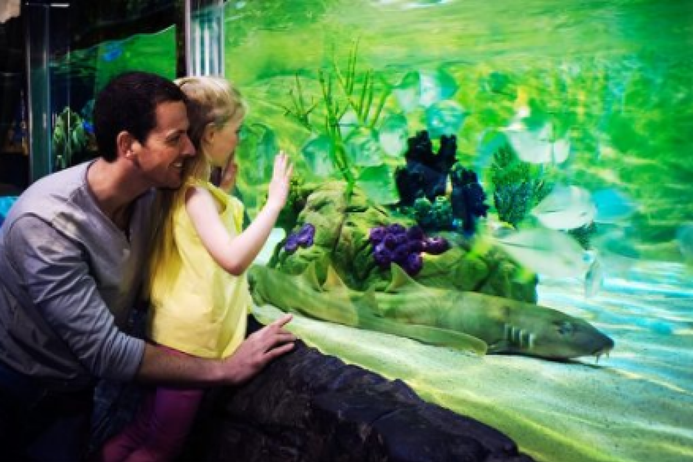 1489488307617PNG--4__gardaland_sea_life_aquarium