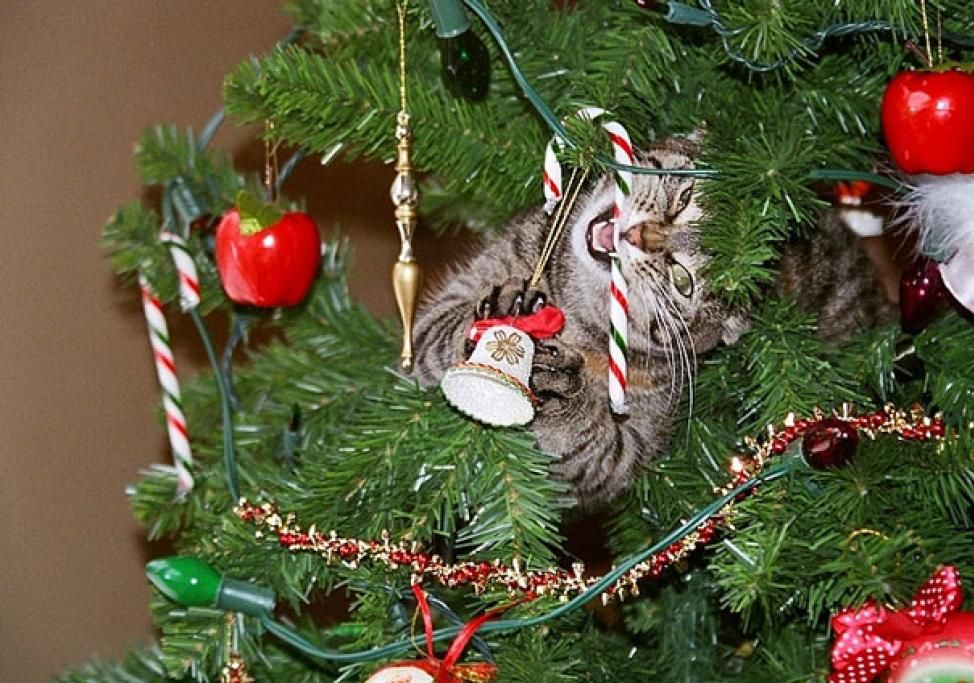 1481728299661jpg--l_azzannatore_di_alberi___