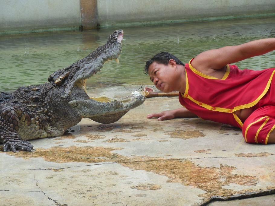1482482278178jpg--lottatori_con_i_coccodrilli_