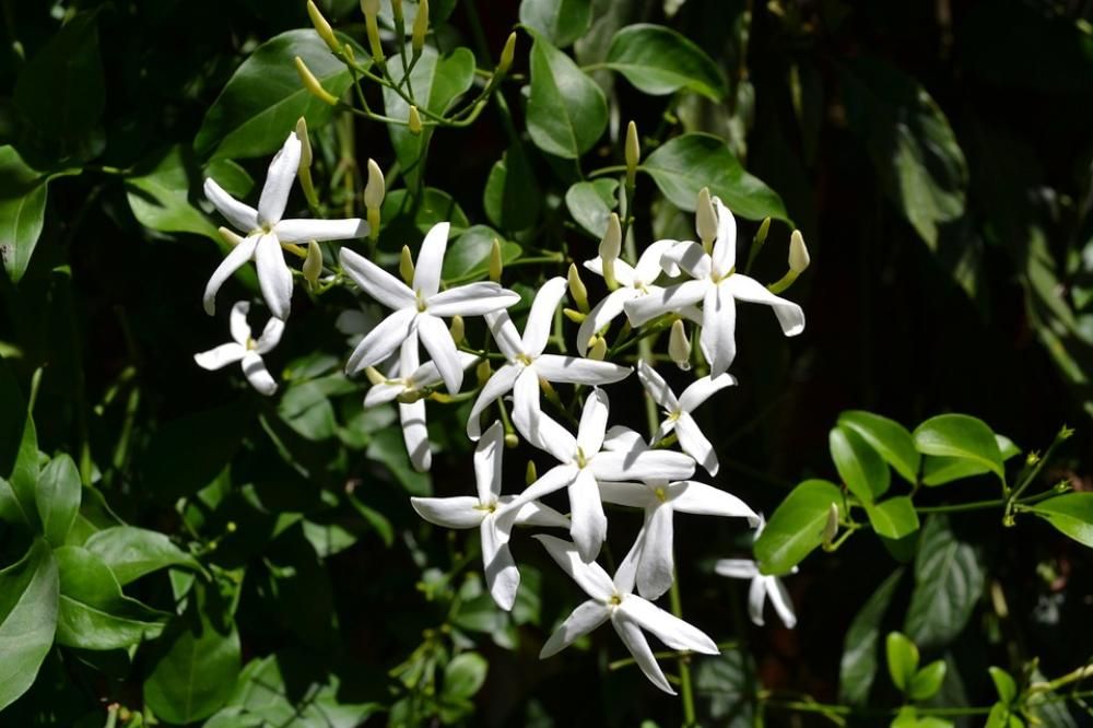 1495798300554jpg--6__vietati_i_gelsomini_in_cina