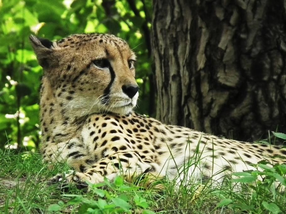 1497971243127jpg--3__migliaia_di_specie_animali