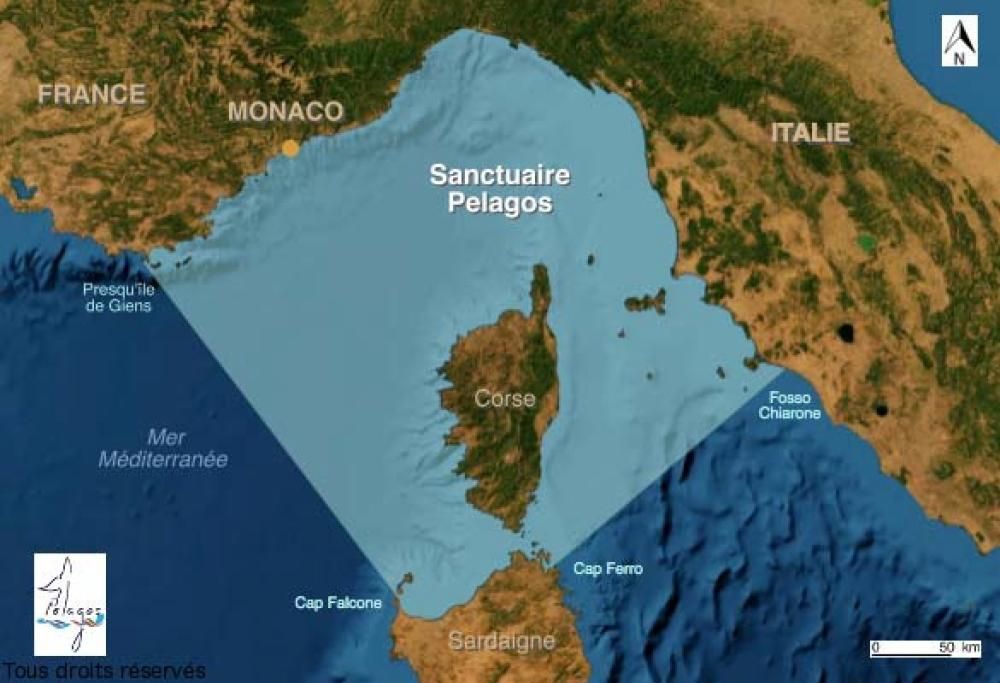 Proteggere i cetacei del mediterraneo