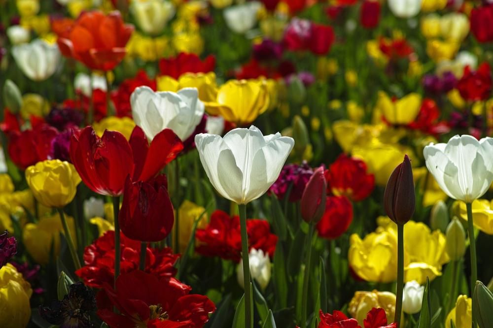 1493029225406jpg--fiori_di_primavera_