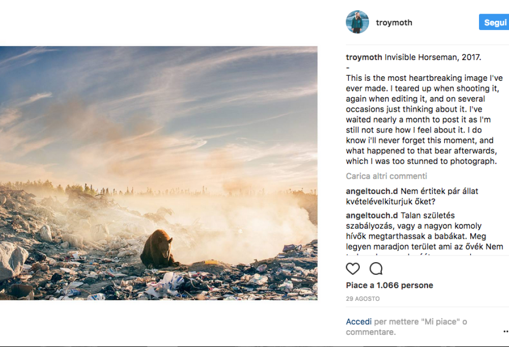 La commovente foto dell’orso che fa molto riflettere sul nostro futuro