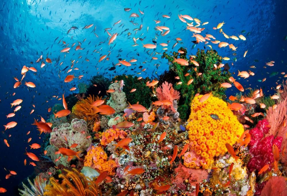 L’oceano che vorrei