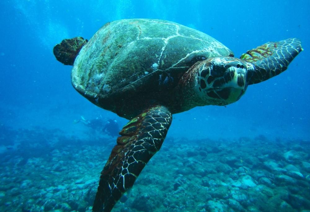 Oggi è la Giornata Mondiale della Tartaruga: ecco 5 curiosità del simpatico rettile