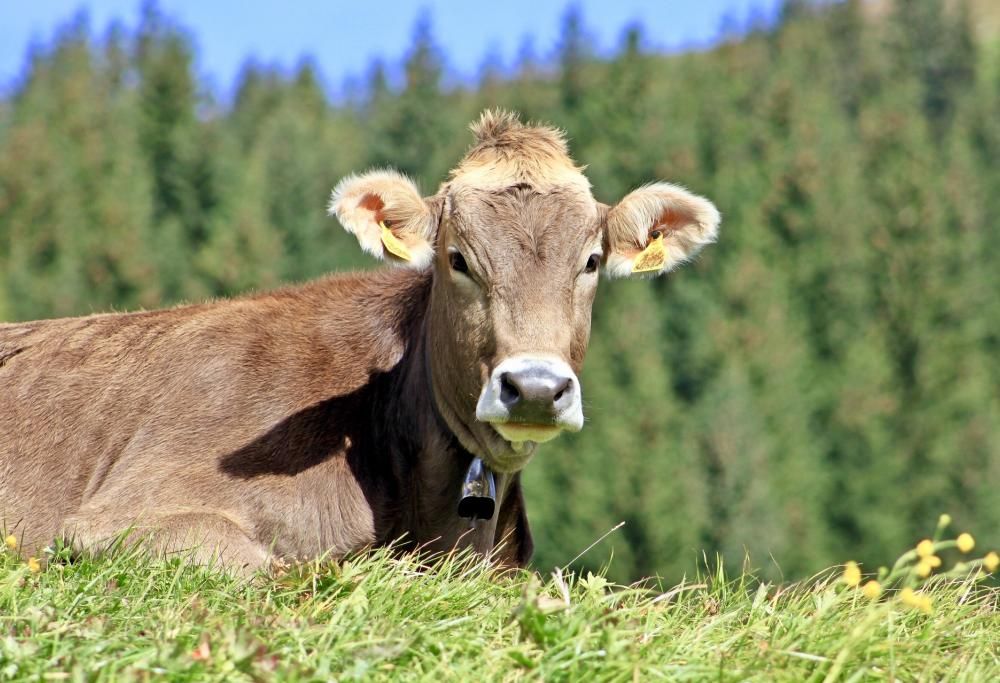 In Bulgaria una mucca è stata condannata a morte per… aver attraversato il confine!